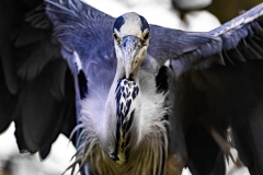 DSC0529-NEF_DxO_DeepPRIMEXD-copy