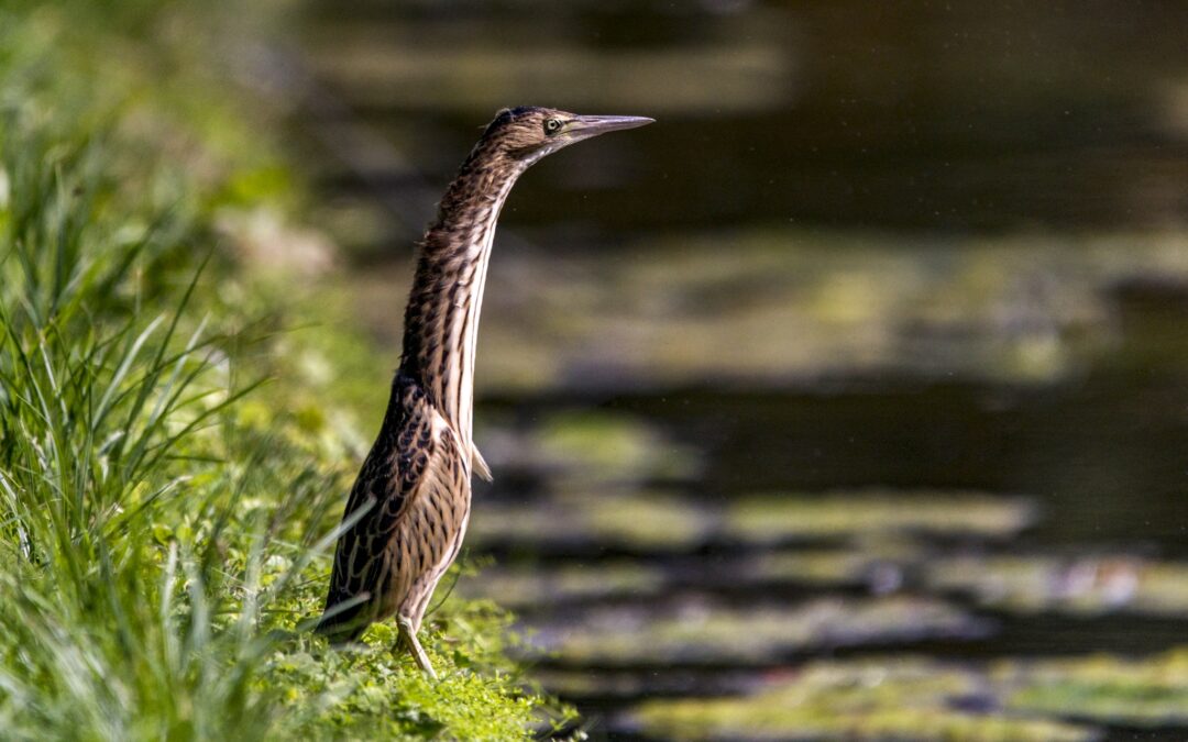 little bittern