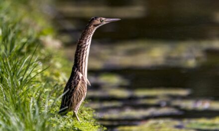 little bittern