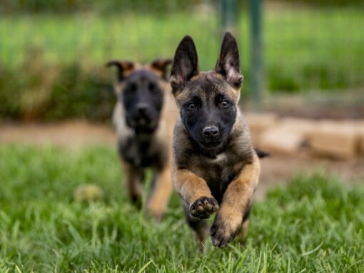 Pets : De Zorghoeve Pets : De Zorghoeve