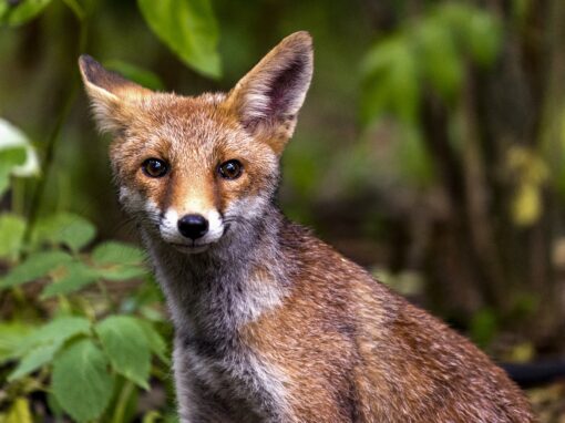 Mr Fox Mr Fox