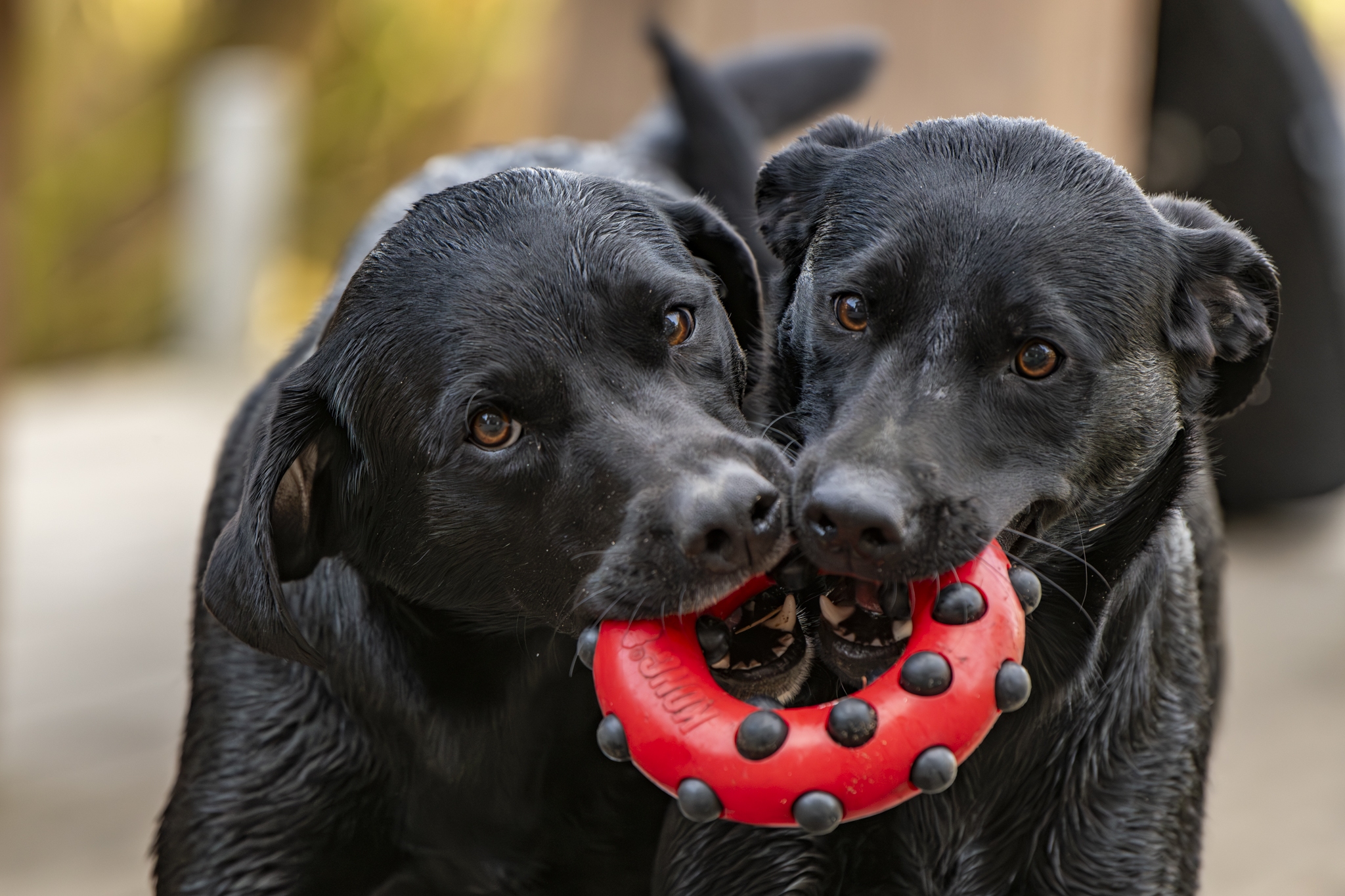 Pets : Arna, Oistra, … 2025