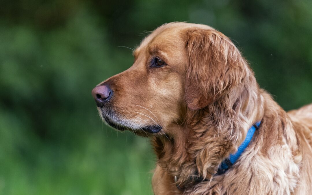 Pets : Muffin and Isis in Font 2025