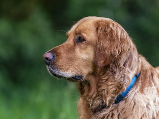 Pets : Muffin and Isis in Font 2025 Pets : Muffin and Isis in Font 2025