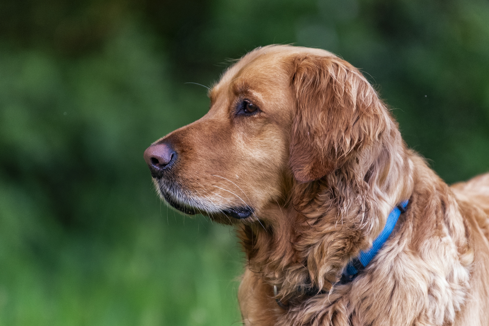 Pets : Muffin and Isis in Font 2025