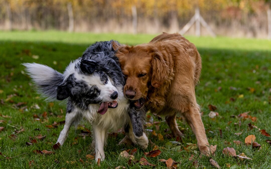 Maverick and Muffin oct 2025