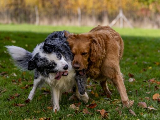 Maverick and Muffin oct 2025 Maverick and Muffin oct 2025