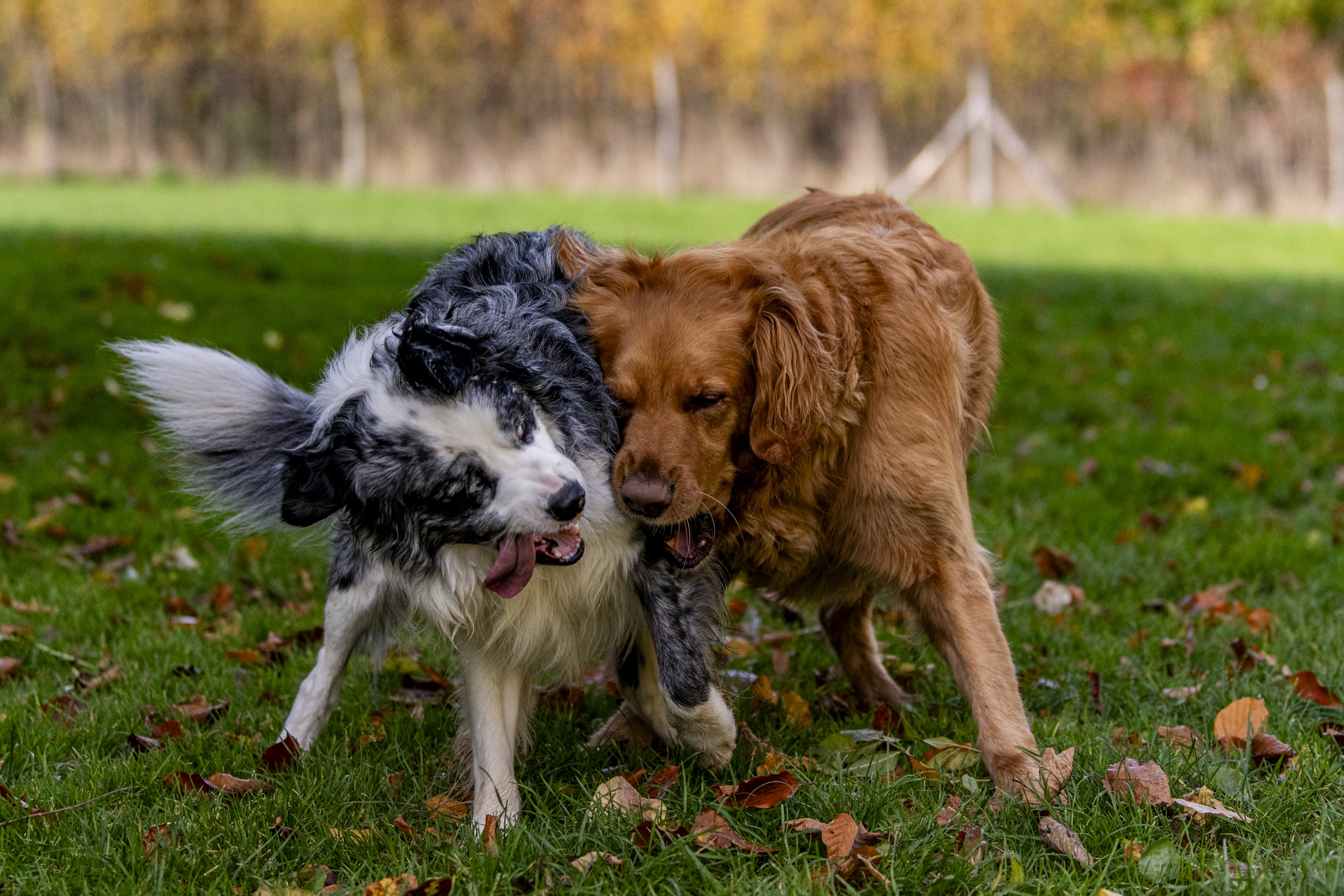 Maverick and Muffin oct 2025