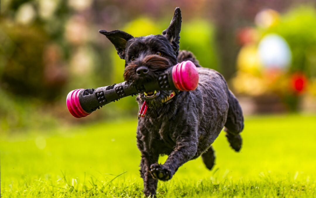 Pets : Happy, Mike and Sus 2023