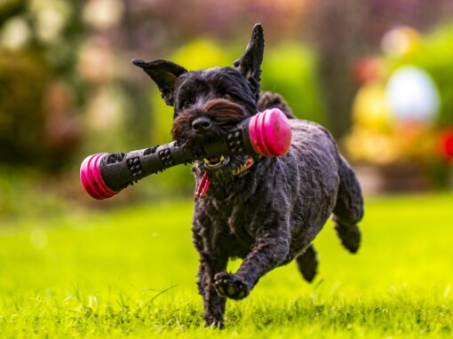 Pets : Happy, Mike and Sus 2023 Pets : Happy, Mike and Sus 2023