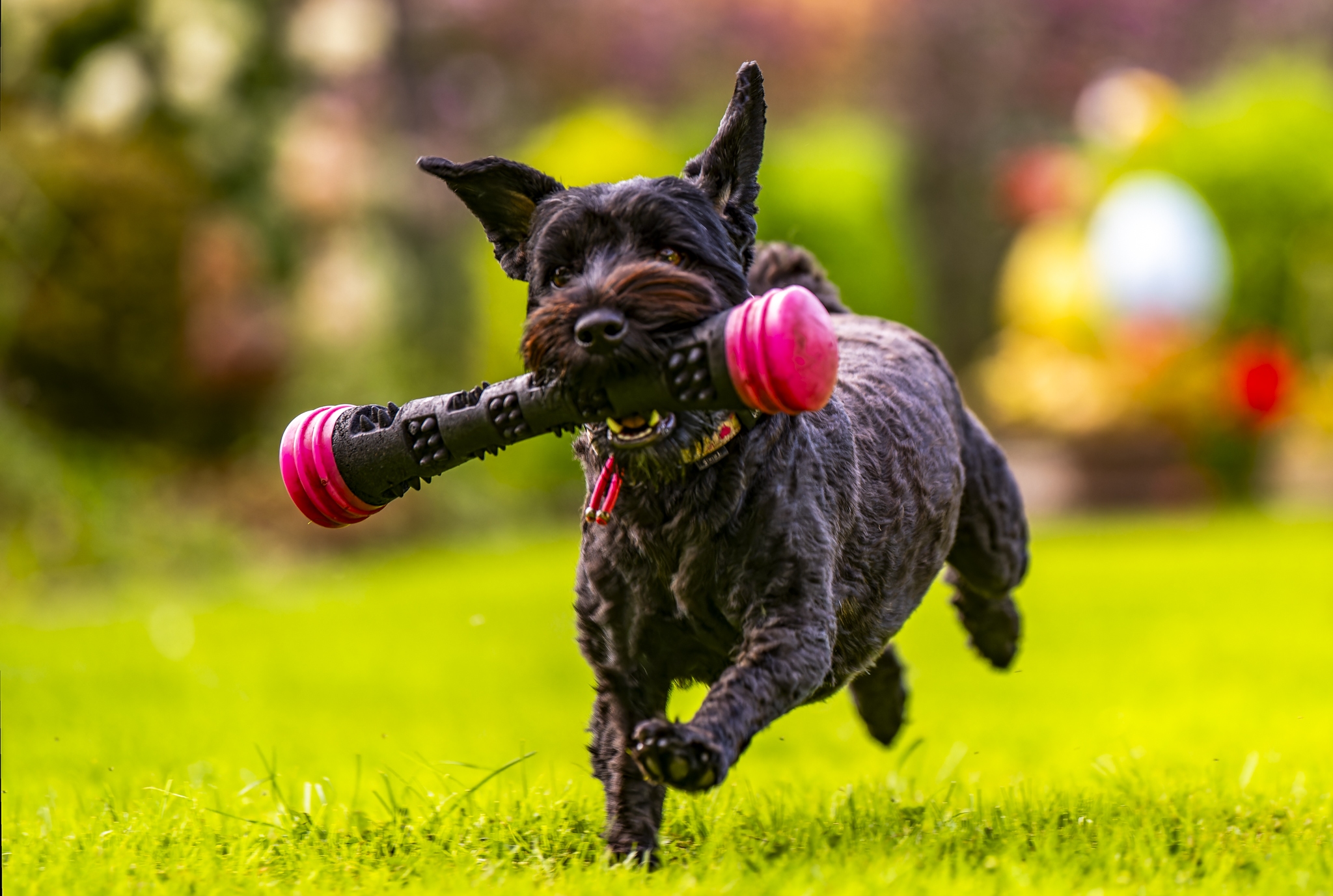 Pets : Happy, Mike and Sus 2023