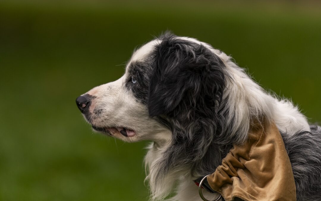 Pets : Maverick 2025