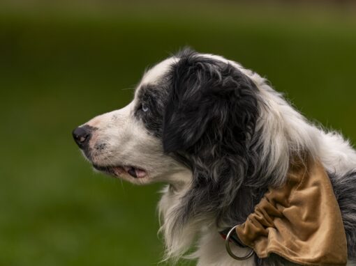 Pets : Maverick 2025 Pets : Maverick 2025