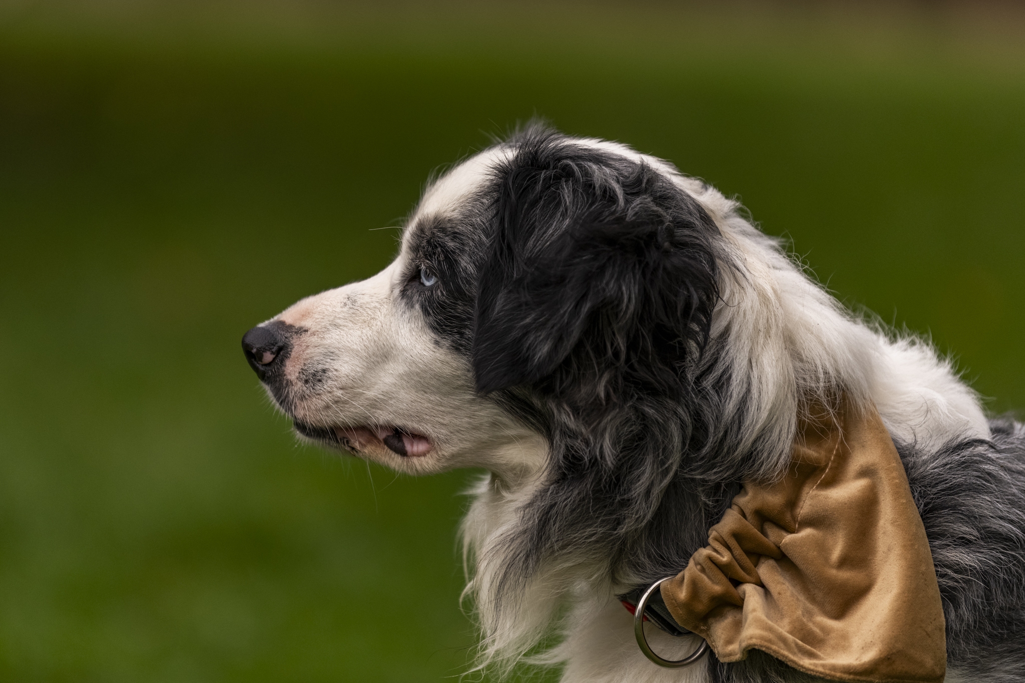 Pets : Maverick 2025