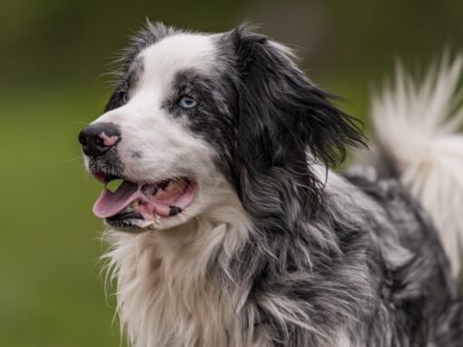 Maverick and Friends 2023