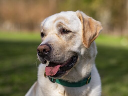 Biscuit and Pollie Biscuit and Pollie