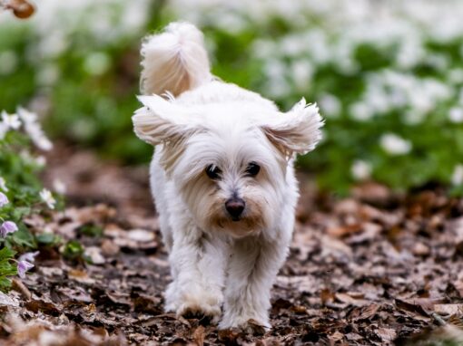 Chloe Flower Power Chloe Flower Power