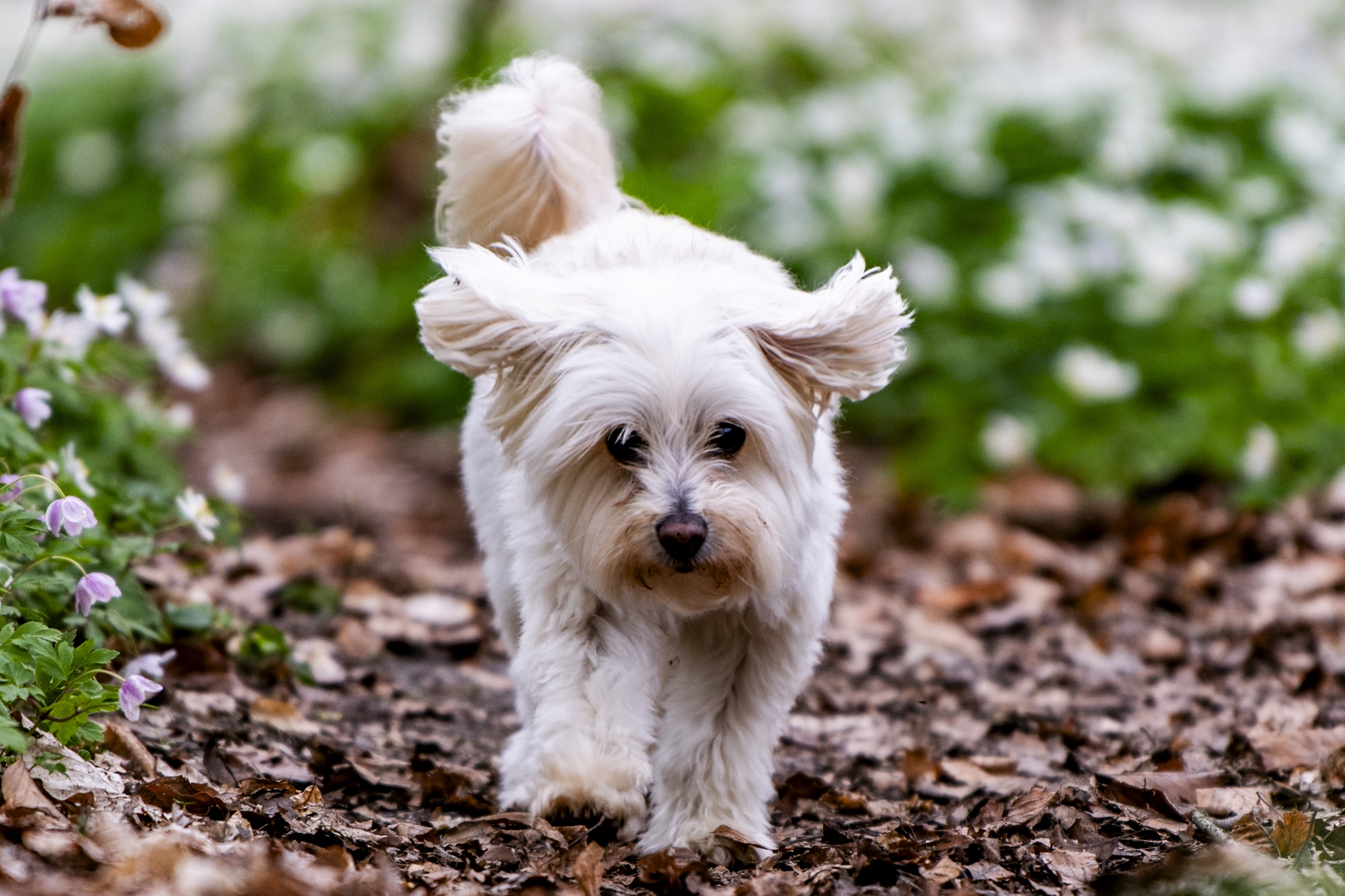 Chloe Flower Power